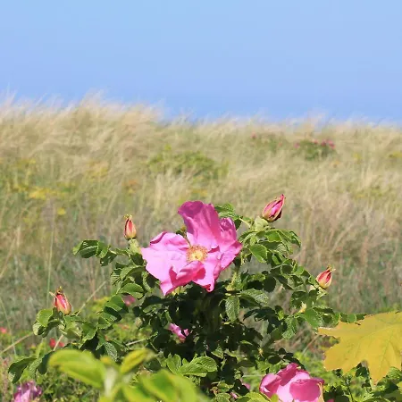 Delightful In Near The Sea * Reddelich